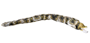40IN Spotted Eel
